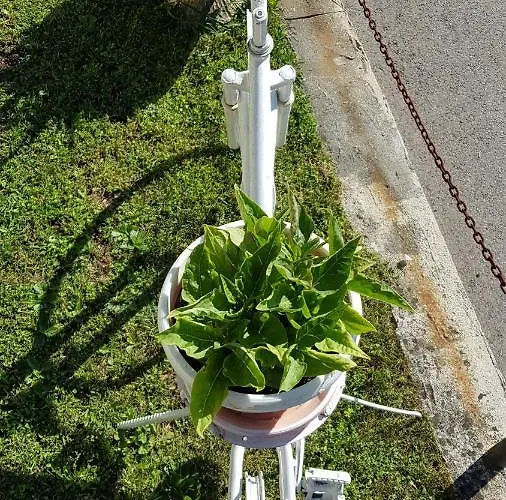 Pansion Renata Pensión